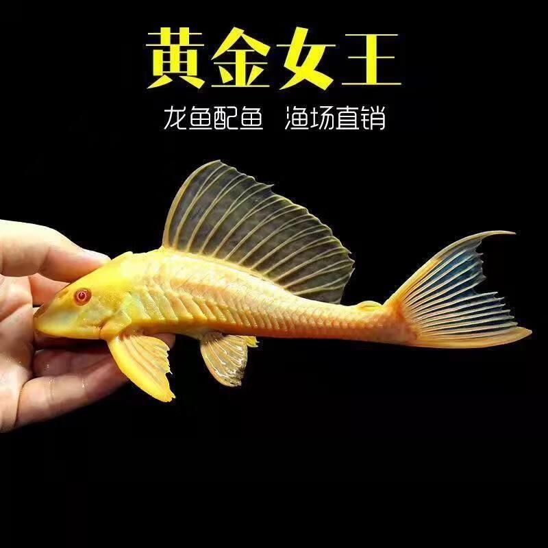 红眼女王大帆清道夫热带观赏淡水鱼清洁鱼缸除藻吃粪便