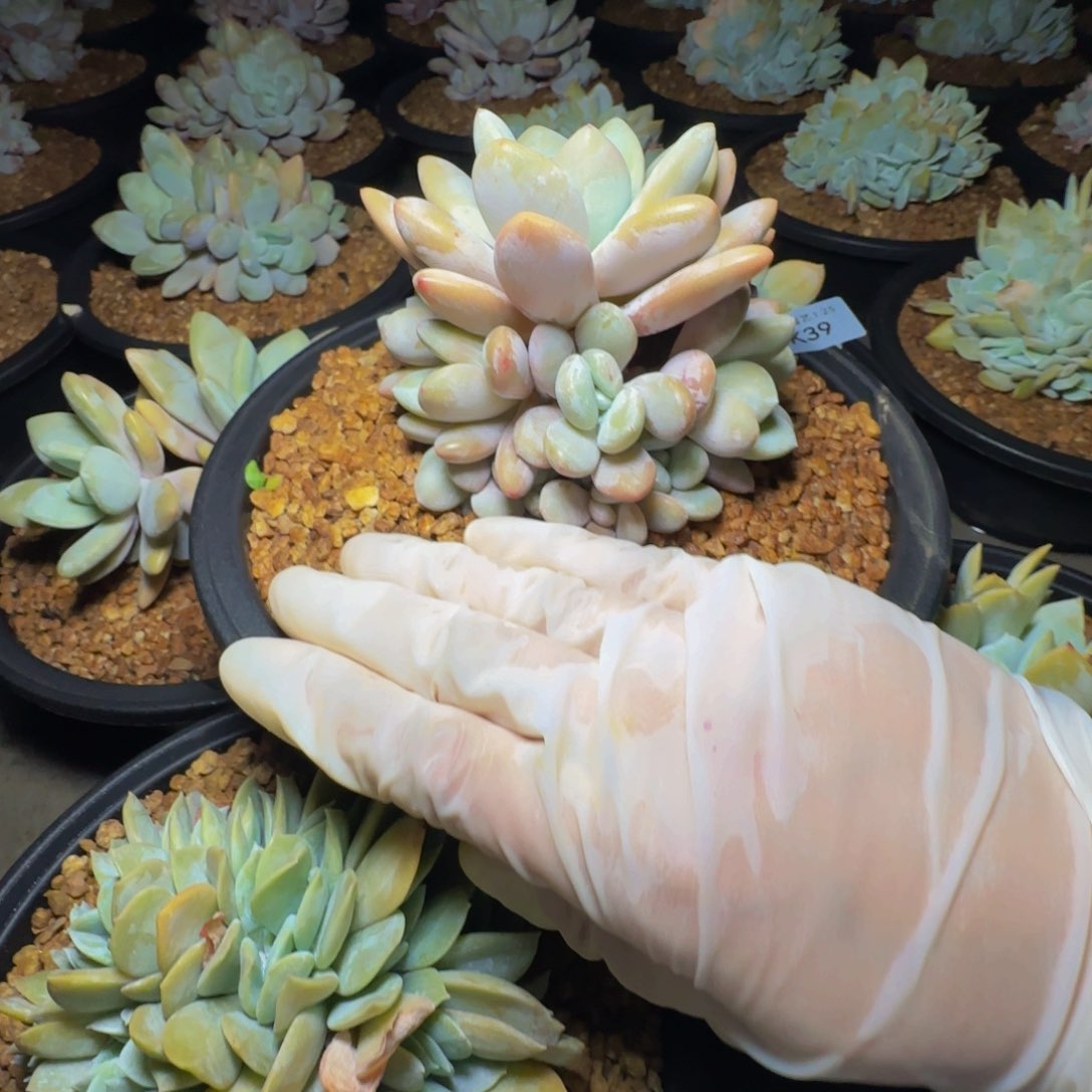 k k k k k k k k k k 39