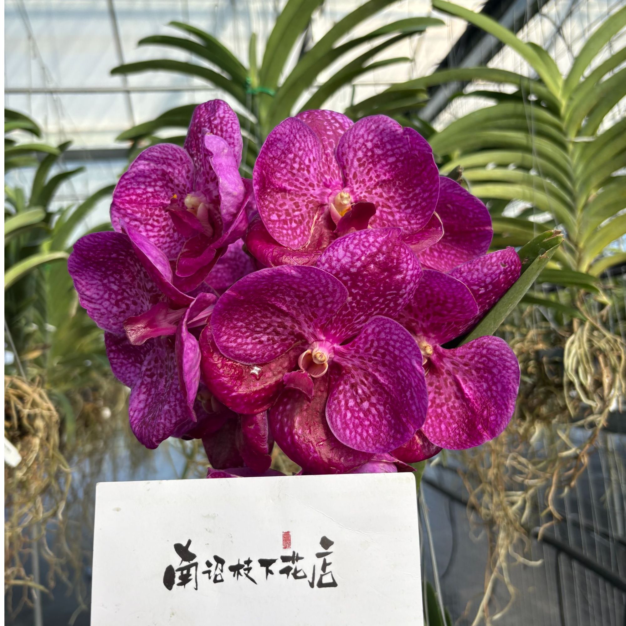 【南诏一级】泰国阿内克博士万代兰（八年苗）花大艳丽爆花量大花期长