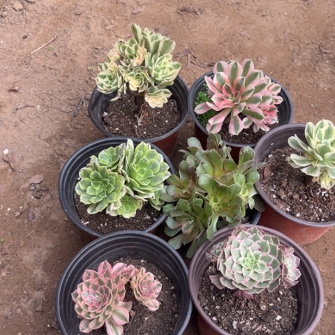 170多肉植物组合，
