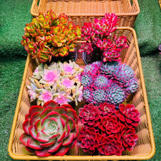 精品老桩多肉组合（基地清棚 到手6盆）带盆带土包邮