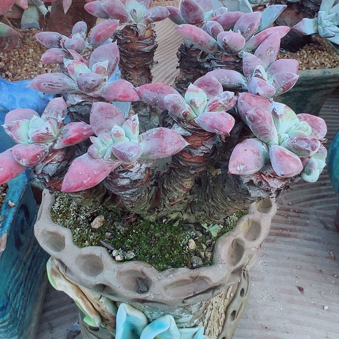 超***可9184韩货厚叶苹果叶