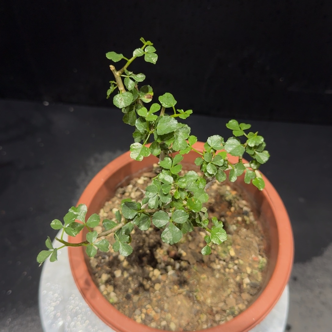 好望角橄榄实生小苗