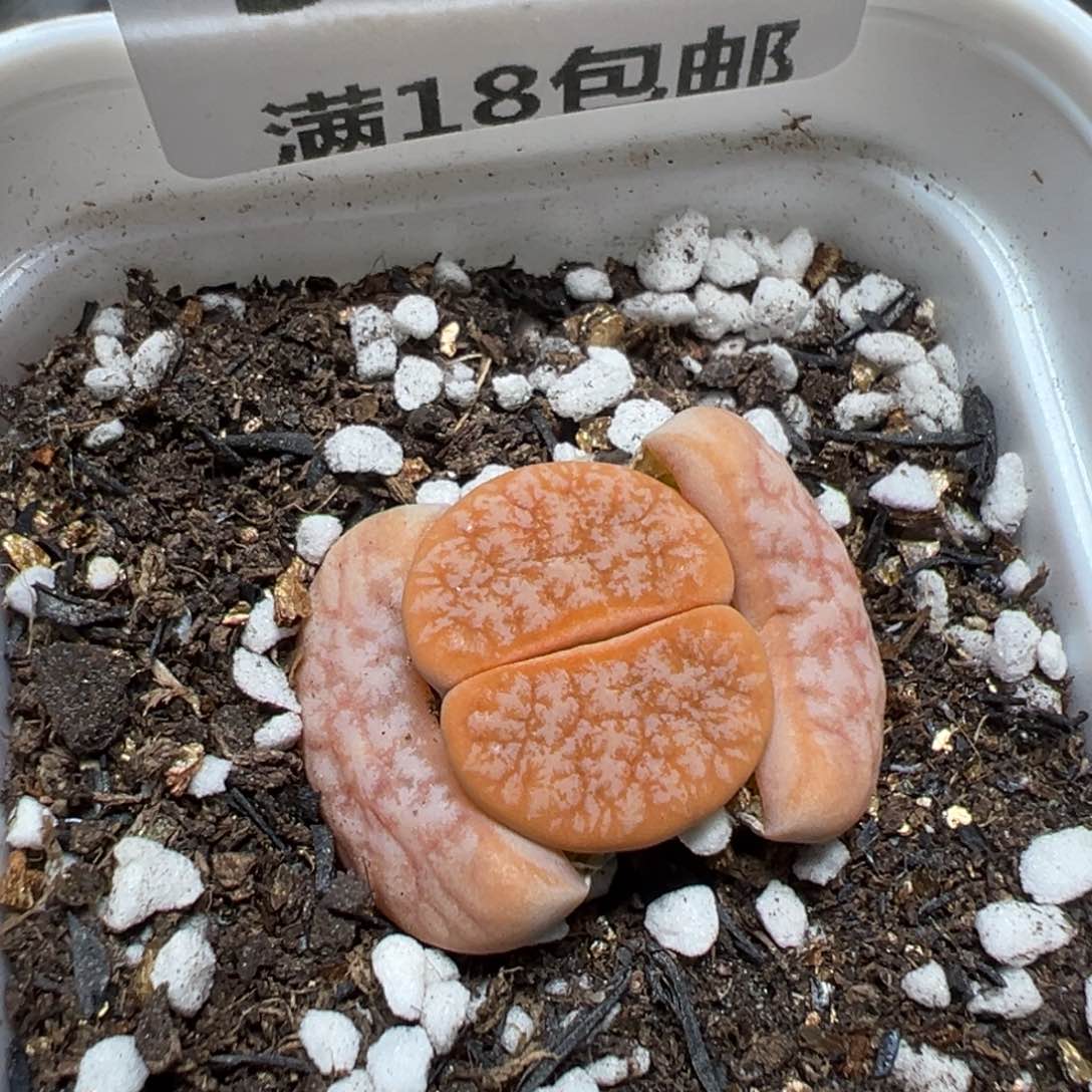 【闪购商品】 576。     