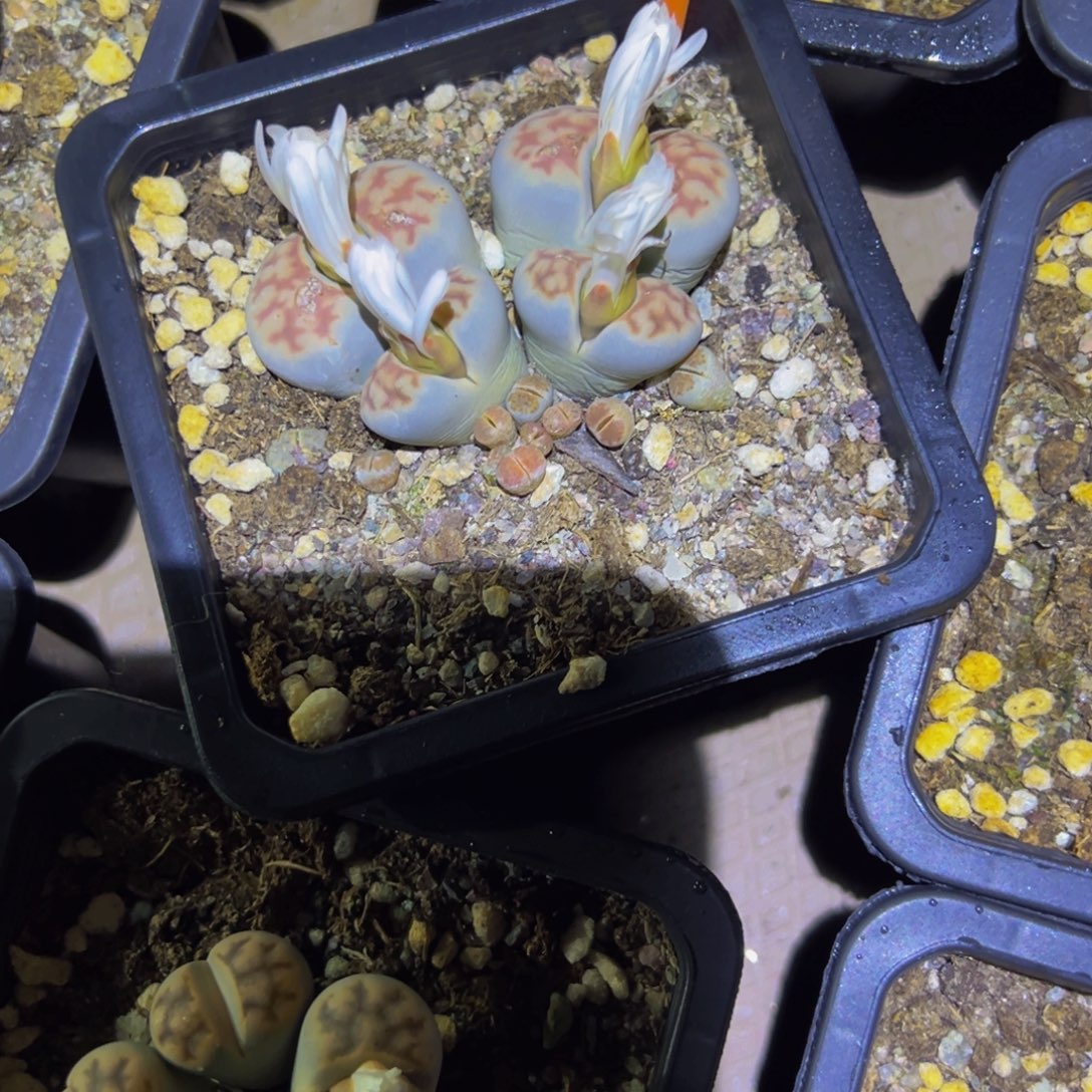 子***！531 一物一拍，默认有伤，介意勿拍，不退不换