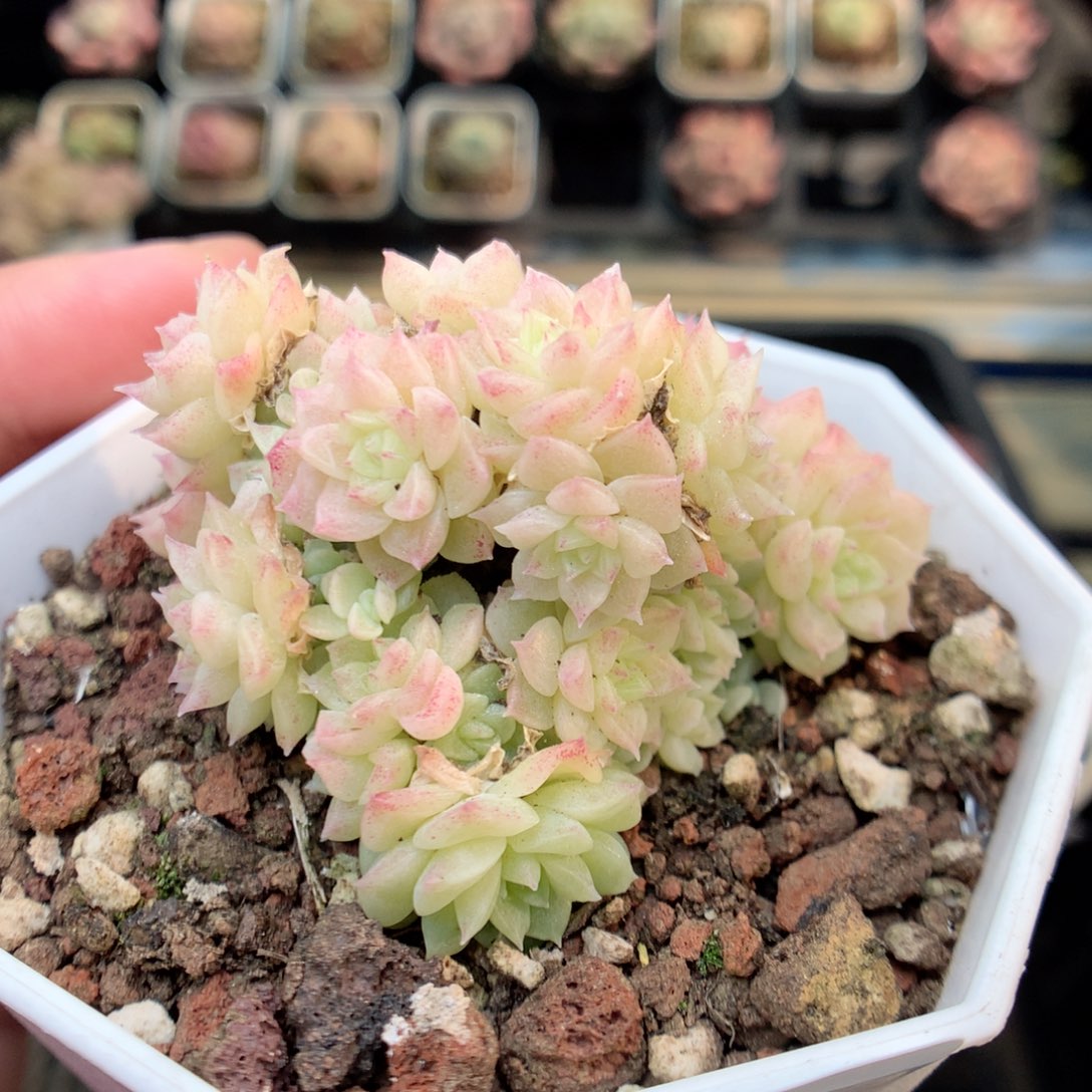 E107 ，20包邮两天凑单偏远不发货