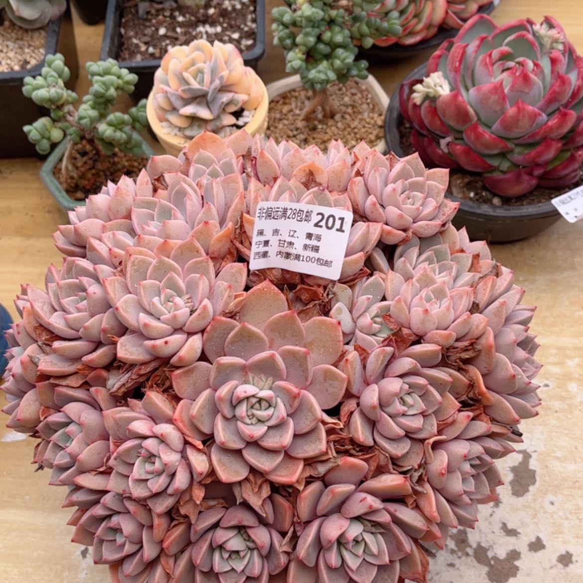 【闪购商品】201红粉佳人