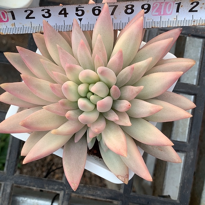 红蜻蜓复轮锦，复轮锦