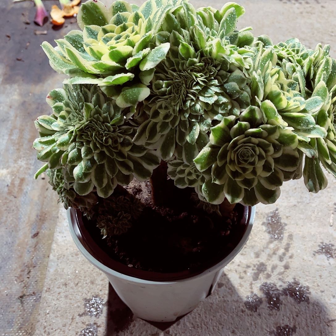 迈巴赫缀化法师多肉植物