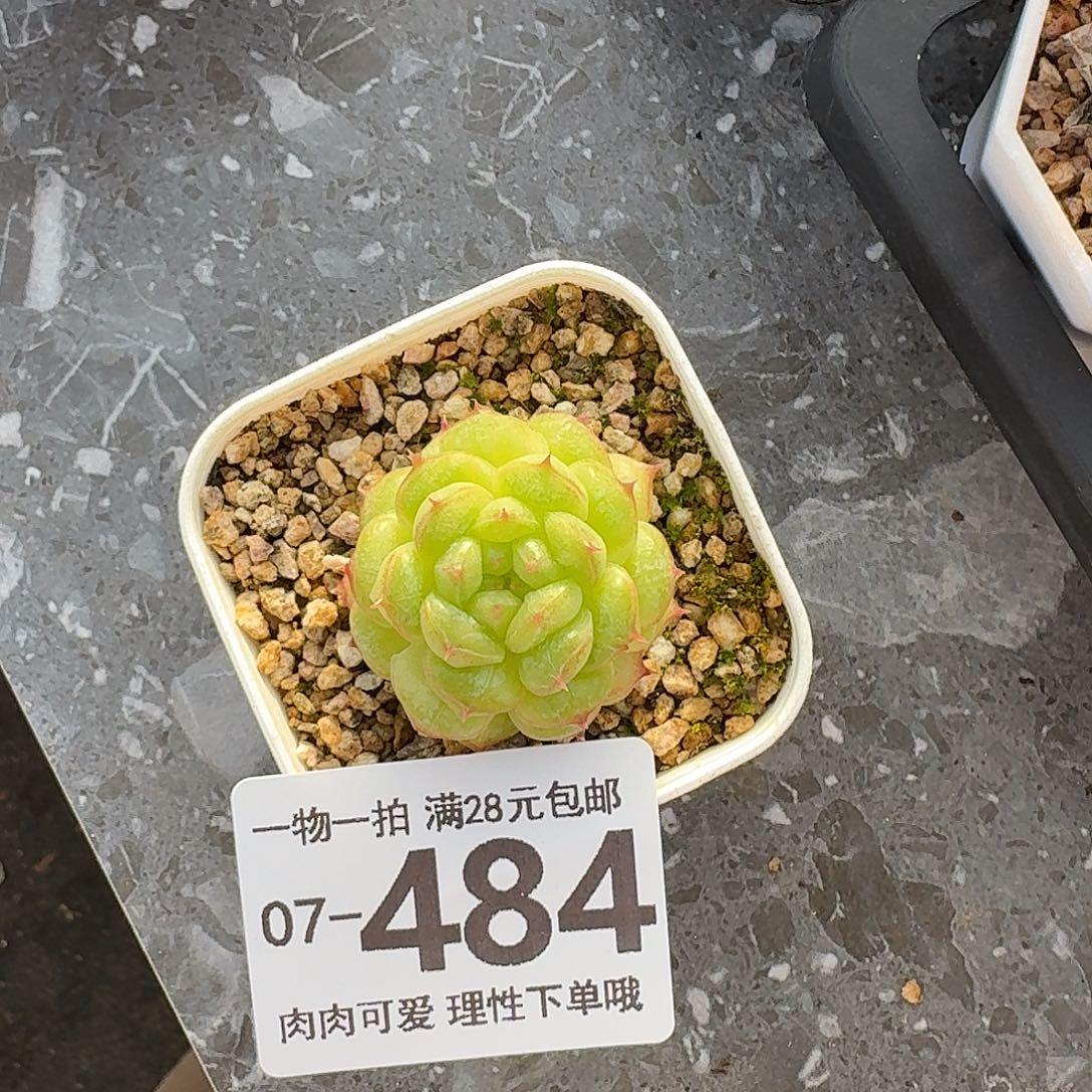 阳光玫瑰无盆土发货无盆