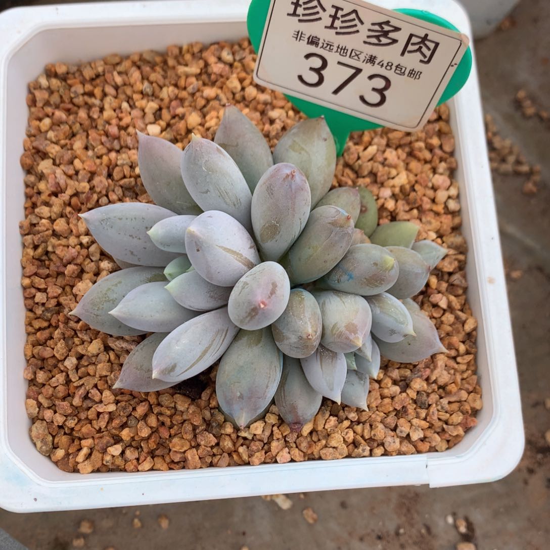 哥特萝莉3头彩体胖体373