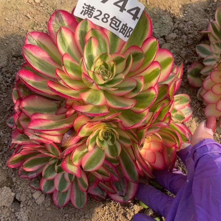 2741二号棚倾城多肉植物M