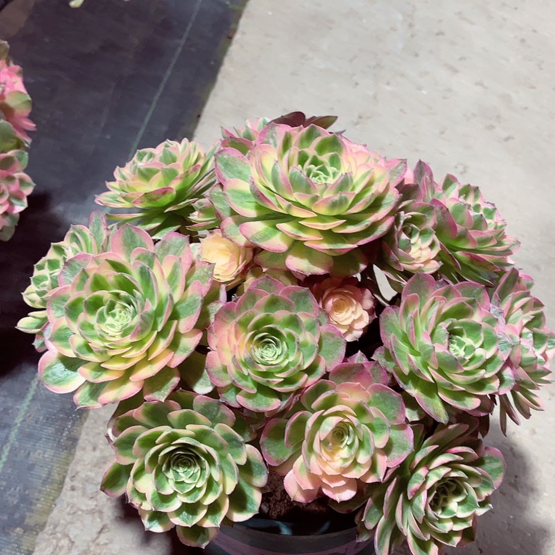 法师多肉漂亮漂亮