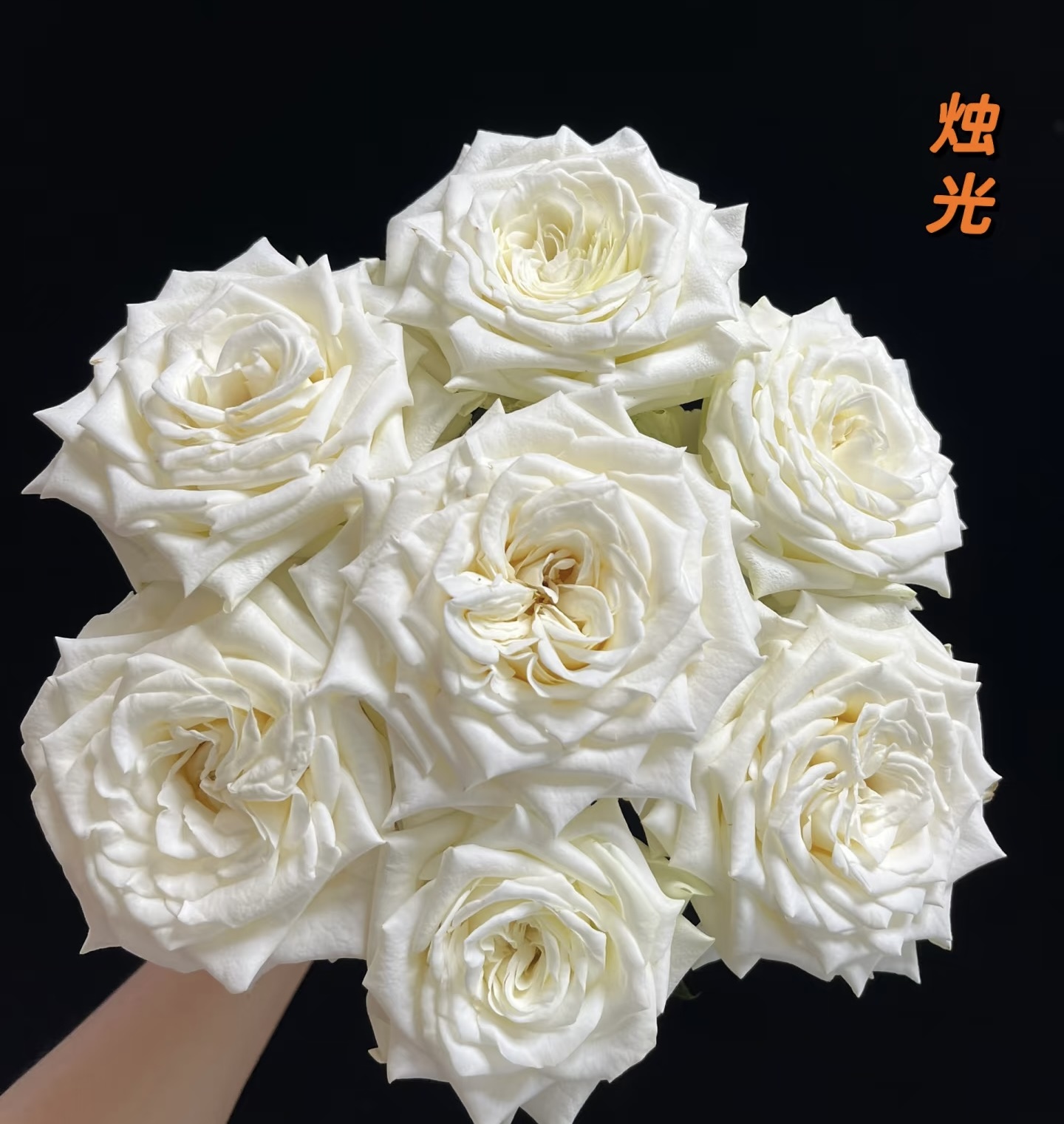 【烛光玫瑰】任意两单及两单以上鲜花顺丰包邮发货