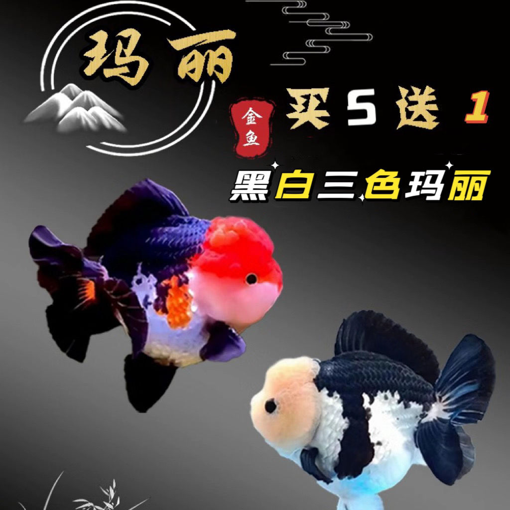 顺兴金鱼观赏鱼白虎将军兰寿泰狮百褶黑白熊猫三色玛丽小鱼冷水鱼