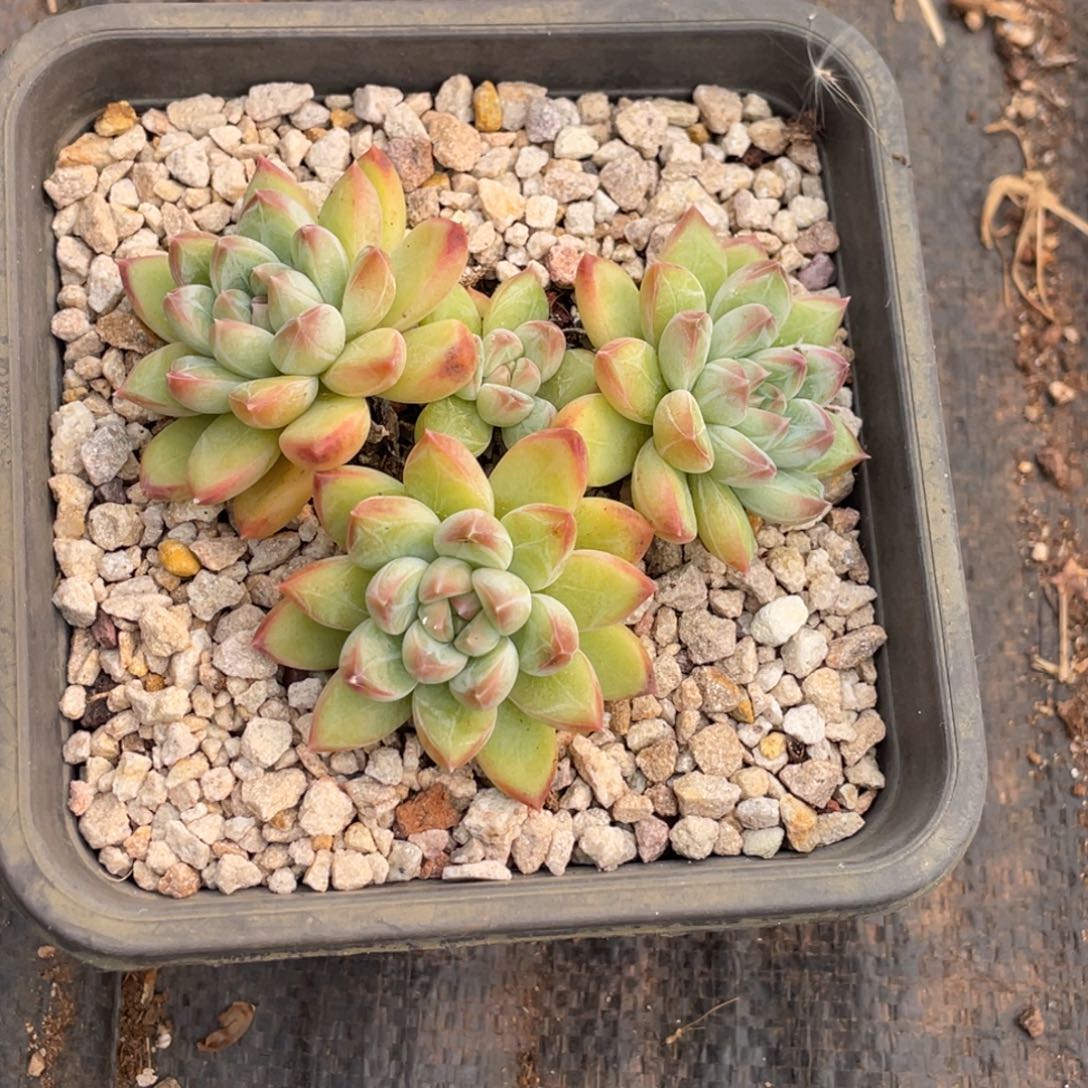 蹦***蹦甲骨文四头宝贝专拍