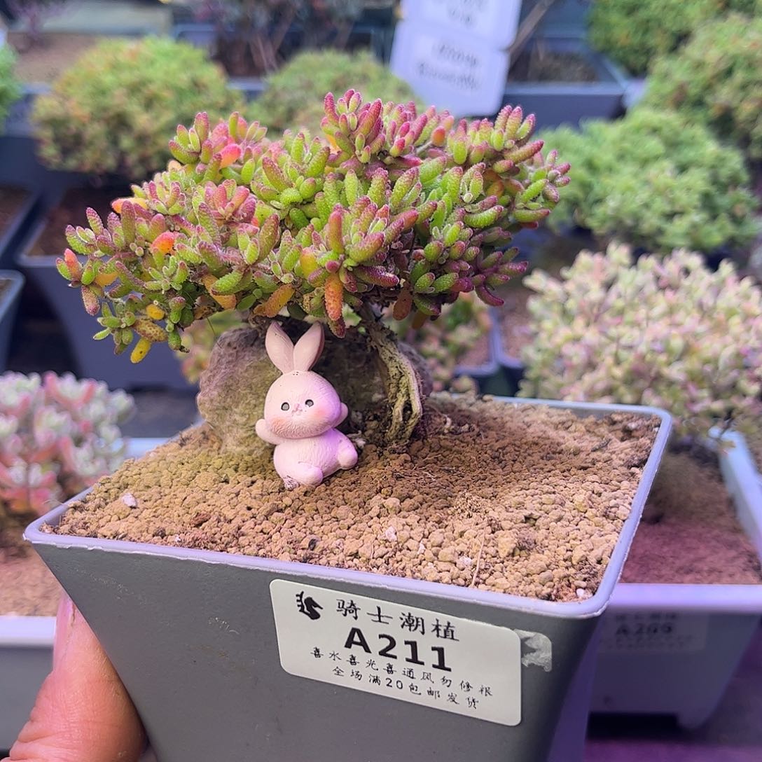 康***店211红麒麟枝干番杏