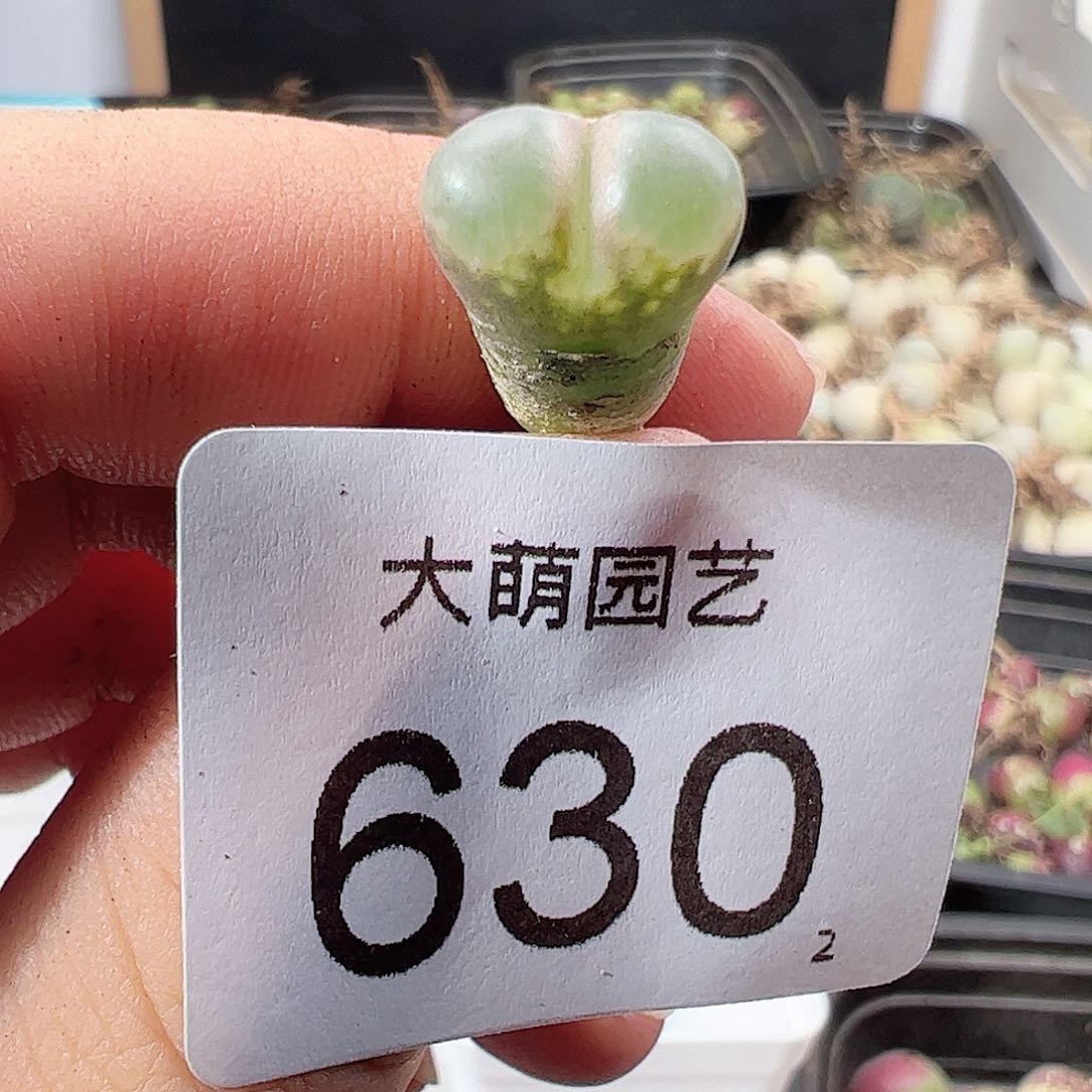 0000630一物一拍帕法德