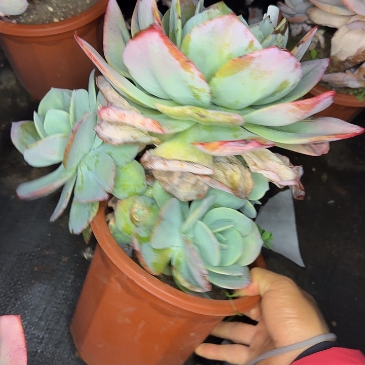 白凤982 多肉植物一物一拍