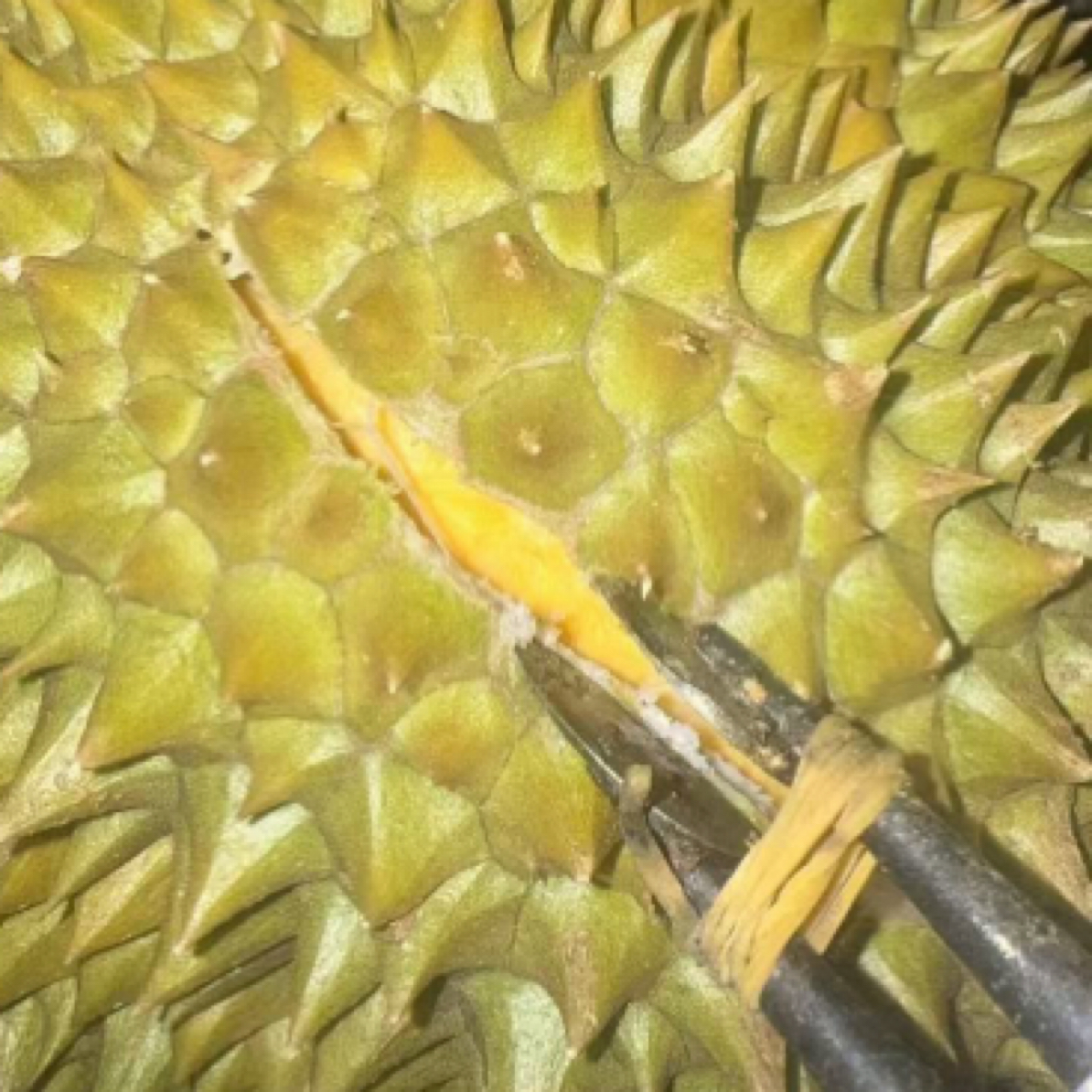 【顺丰包邮】泰国空运树熟鲜榴莲 3/4/5/6/7/8/9斤 核小榴莲同城送金枕泰国东部