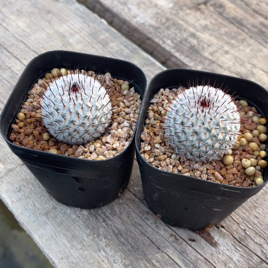 寒***梦直刺佩雷        实生根