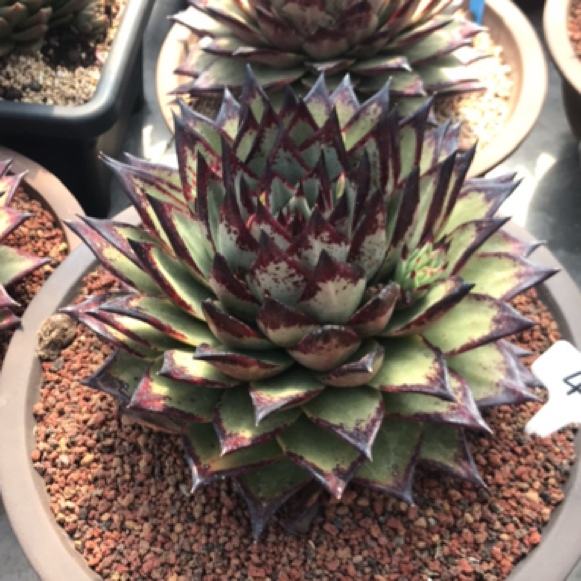 412号多肉植物乌青皮系美乌一物一拍