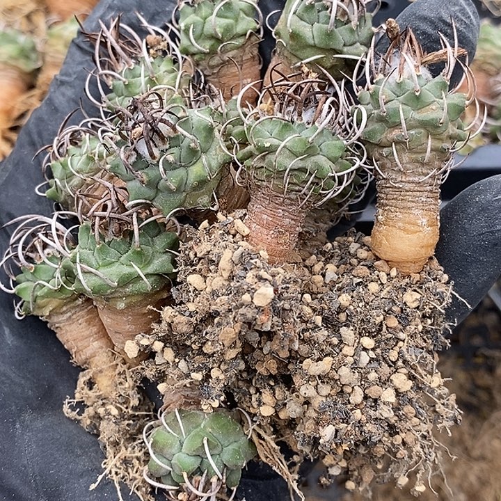 桃***地05娇丽升云龙一组十送二