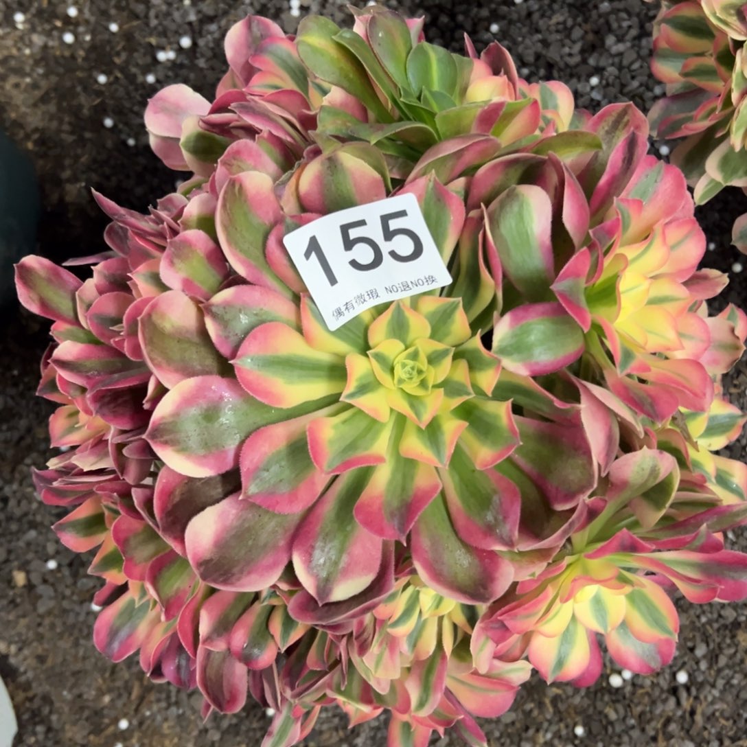 我是真的很喜欢这个