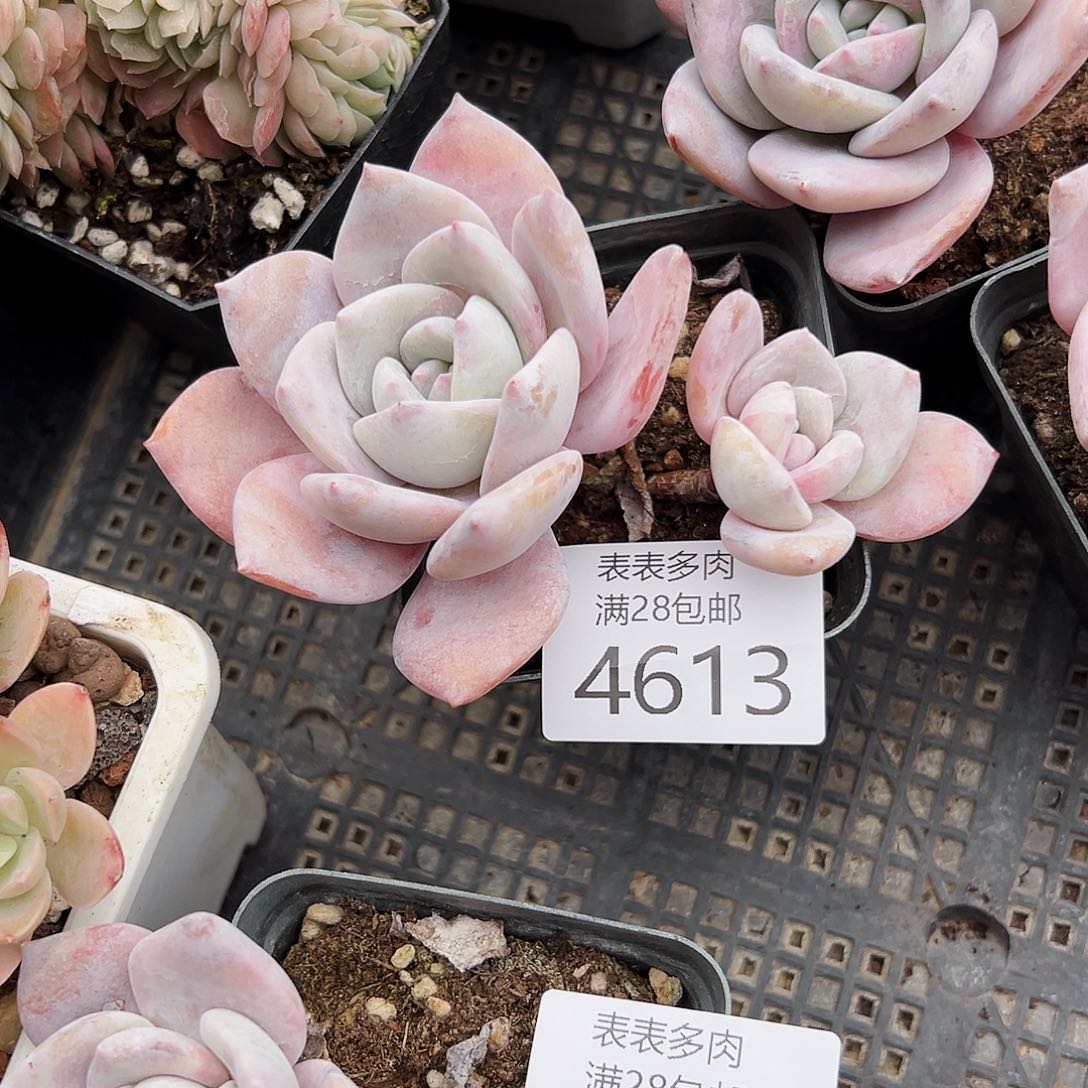 9号晚**旧我们的确是4613