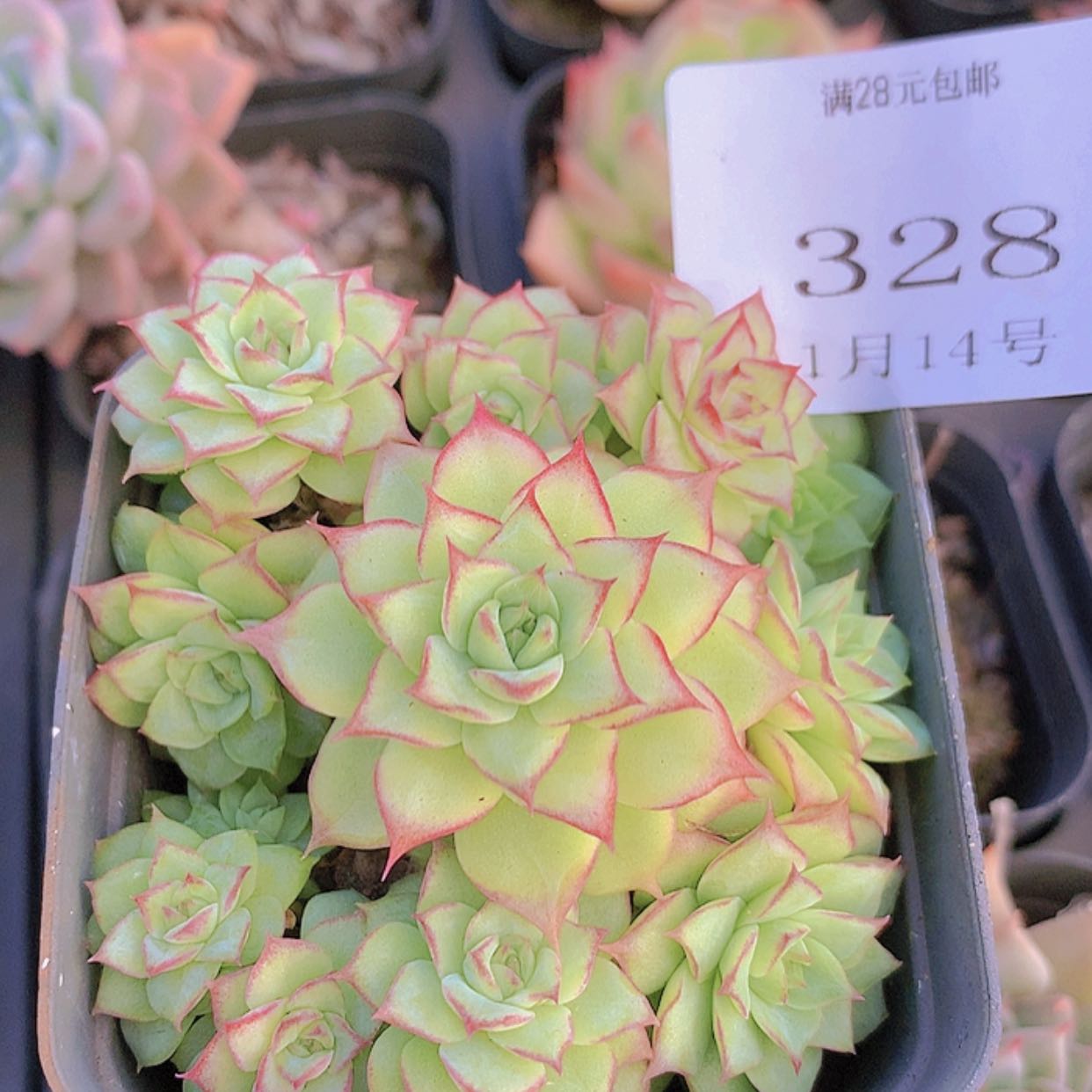 【闪购商品】云328