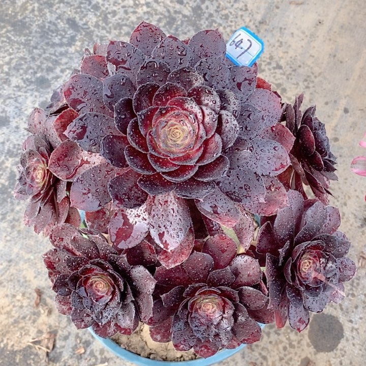 647黑骑士多肉法师