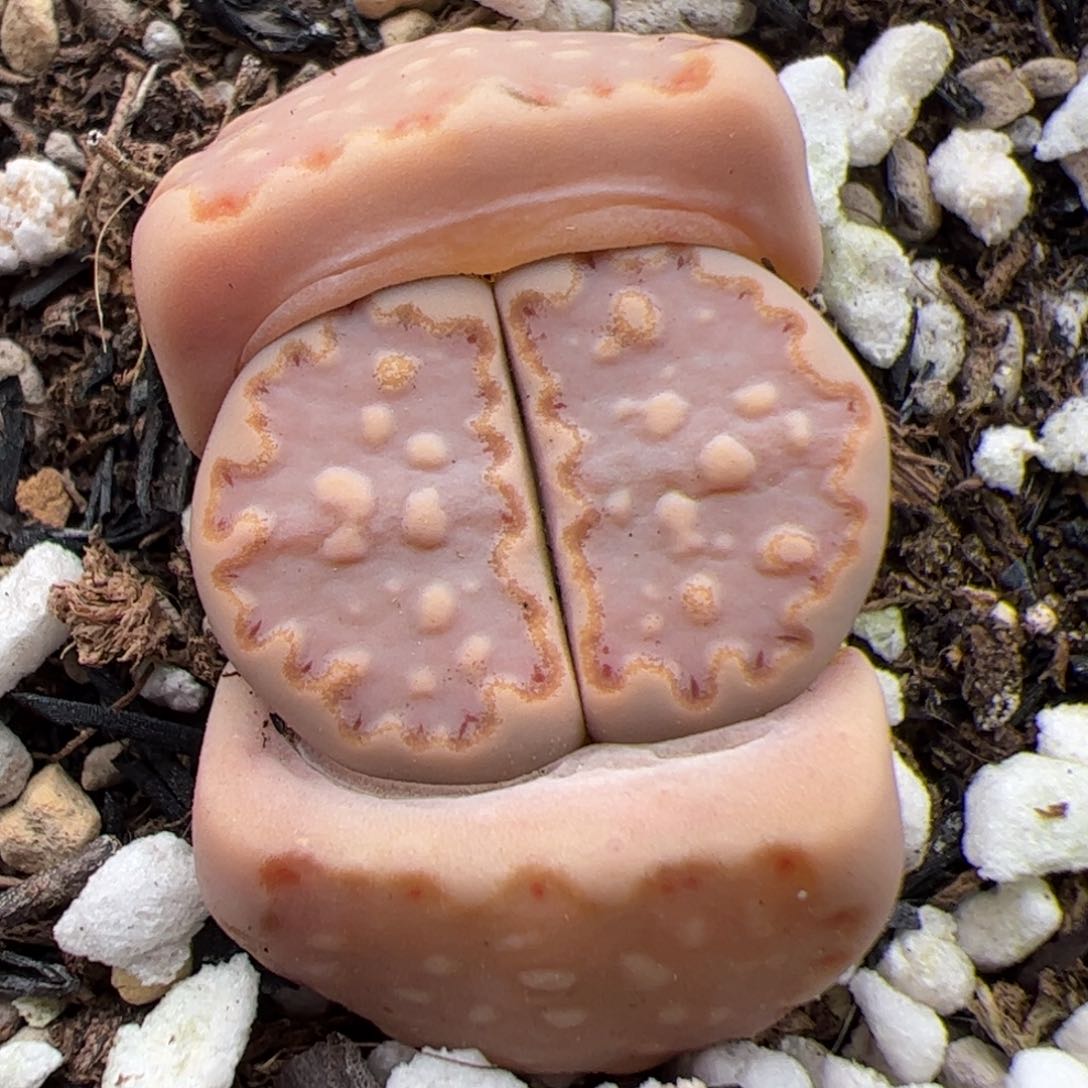 0390号饼干 多肉植物