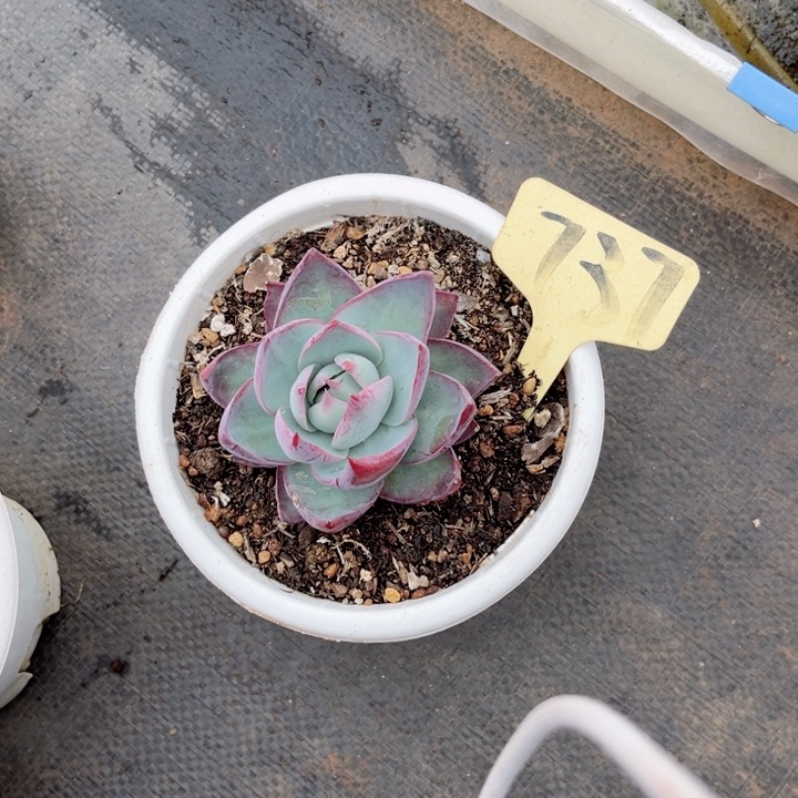 晨语多肉物一拍737