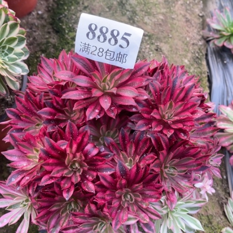 凤凰白多肉多多8885