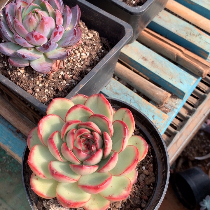 花田错多肉植物两单包邮