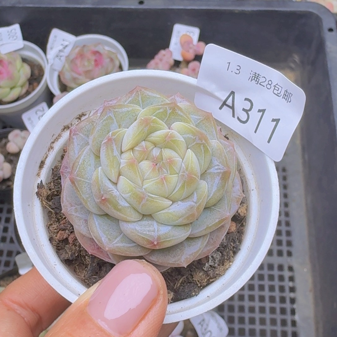 咖啡珍妮一颗带盆发