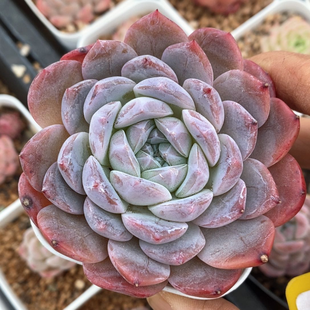 精品多肉一物一拍不包整7