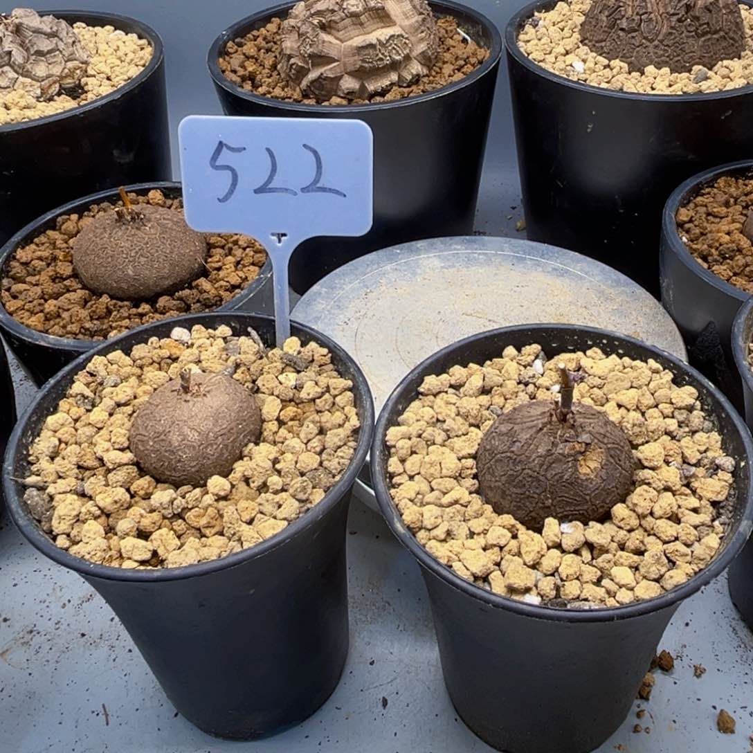 缤****杨522龟甲龙5756778