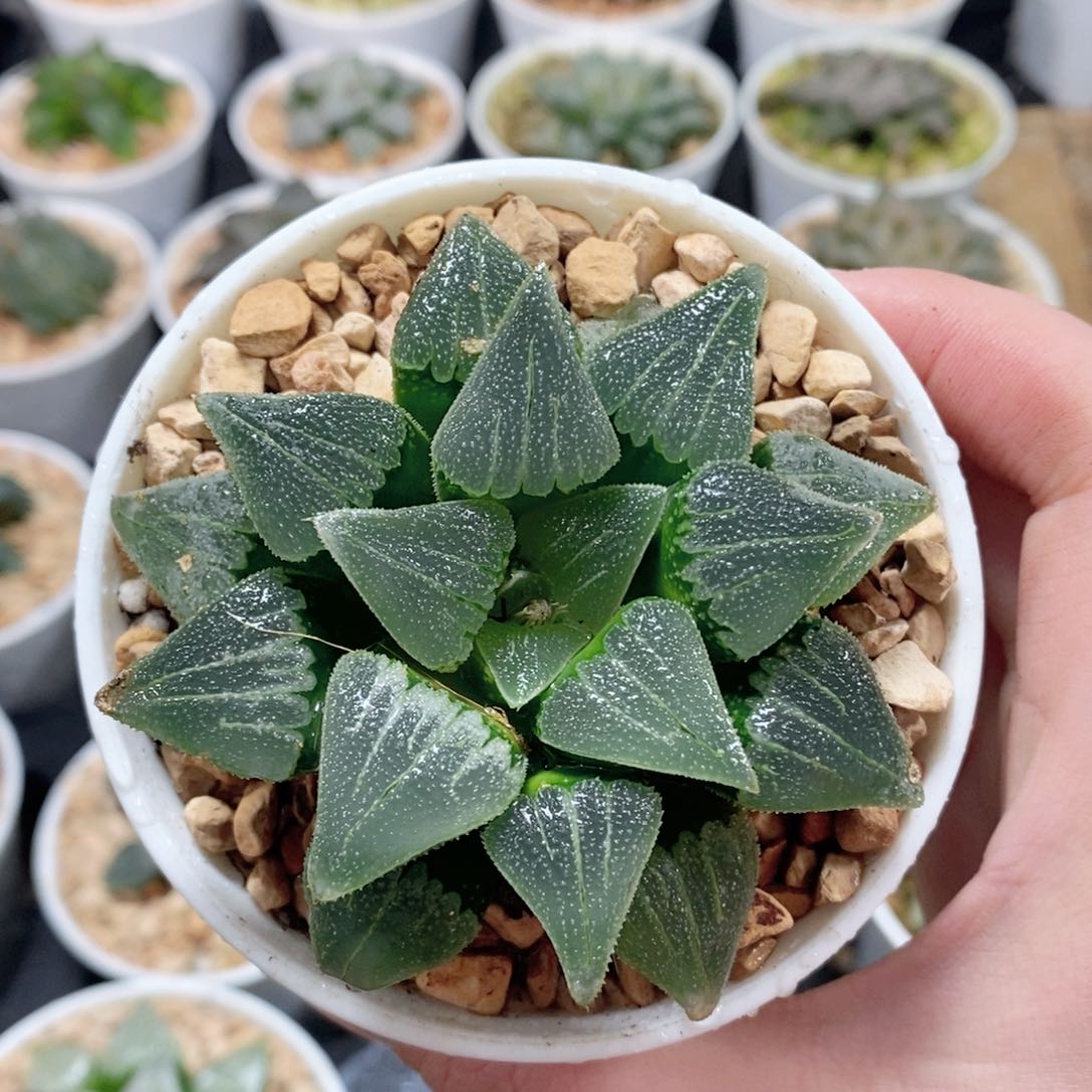 实生磨面寿玉露多肉