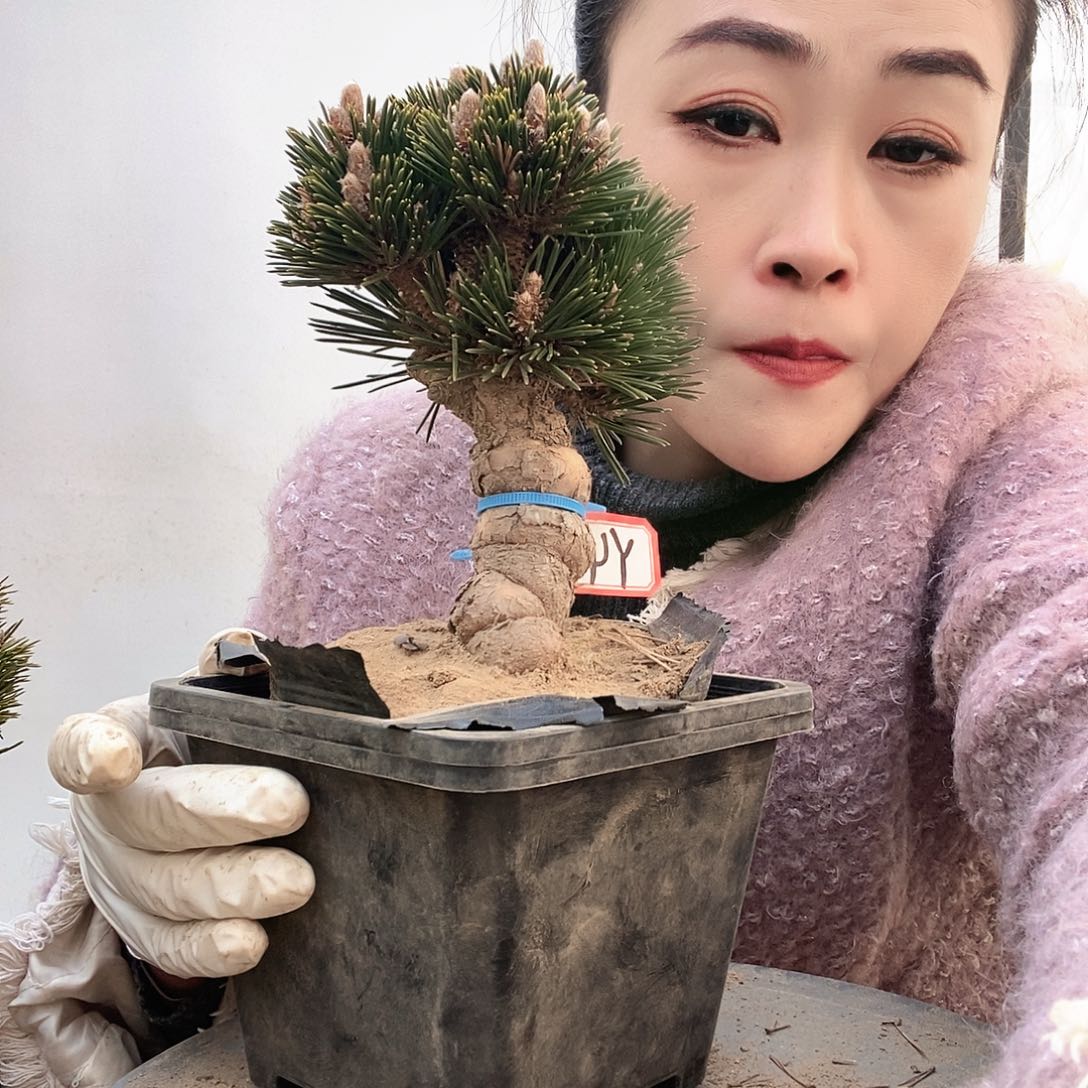 无花朵植物形态多年生草本