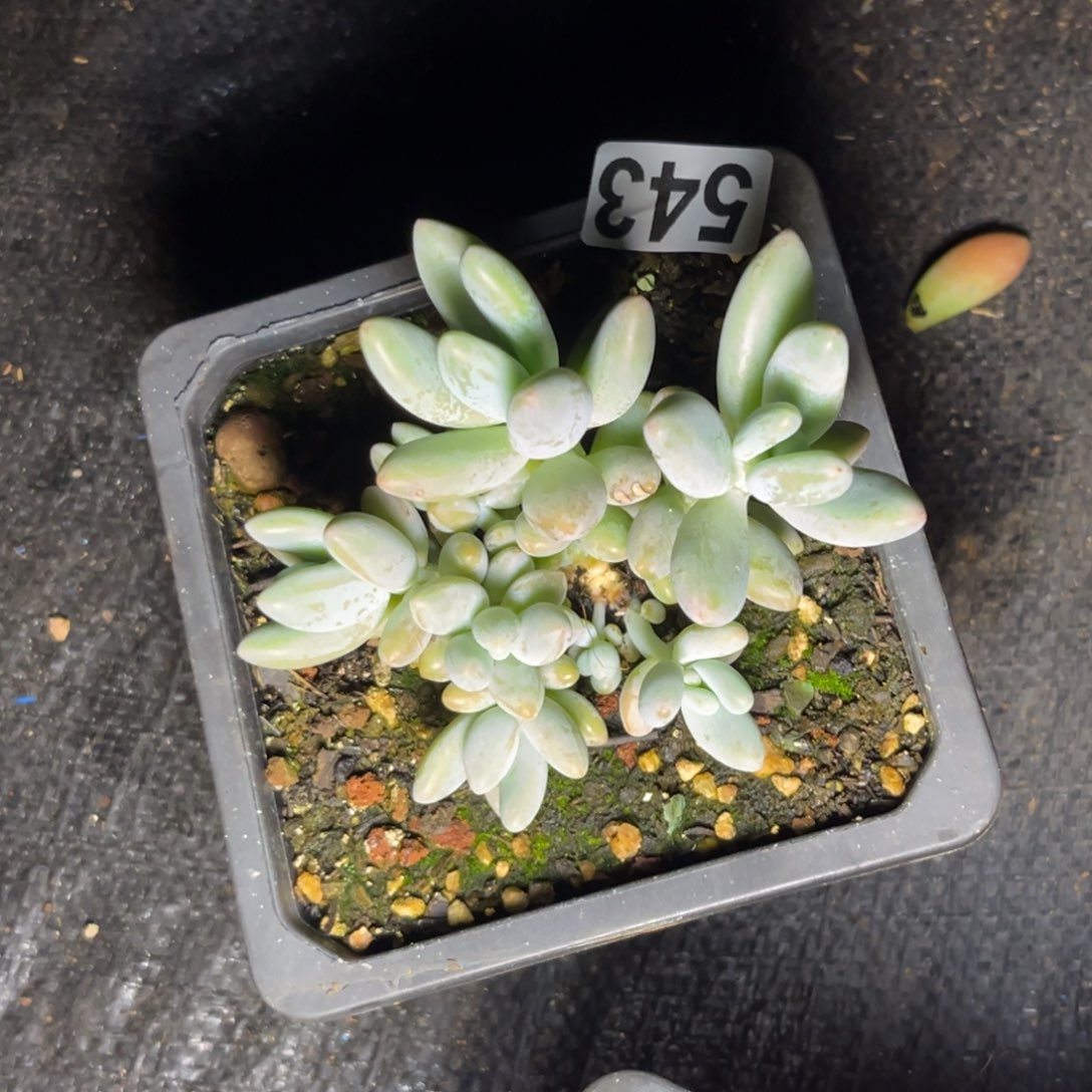 多肉植物白兰迪543