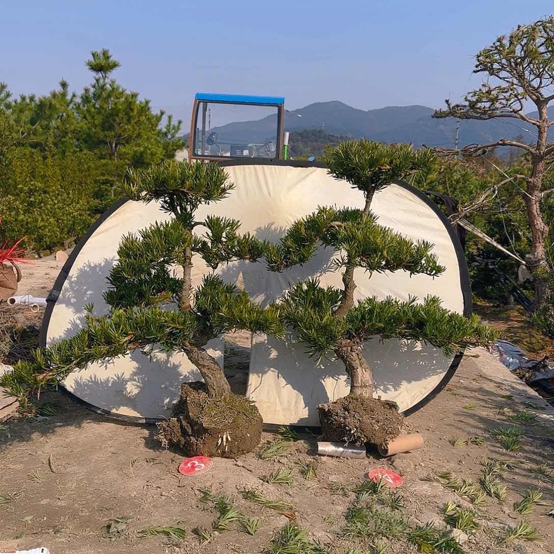 美***来罗汉松盆景艺术