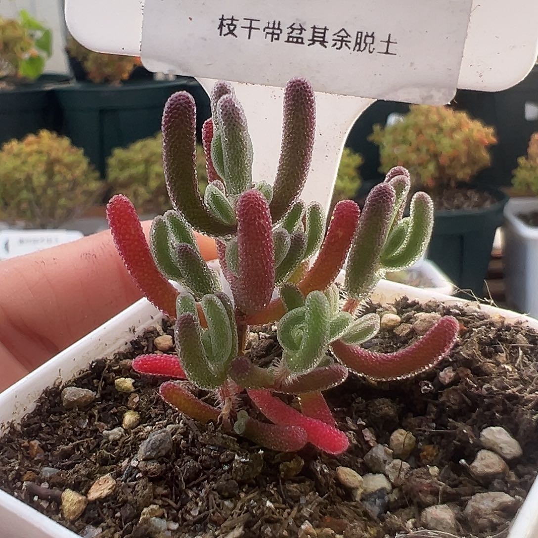 519号实生红叶12.12多肉
