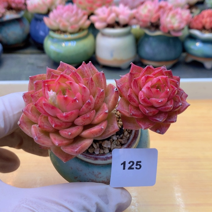 一物一拍满38包邮 125