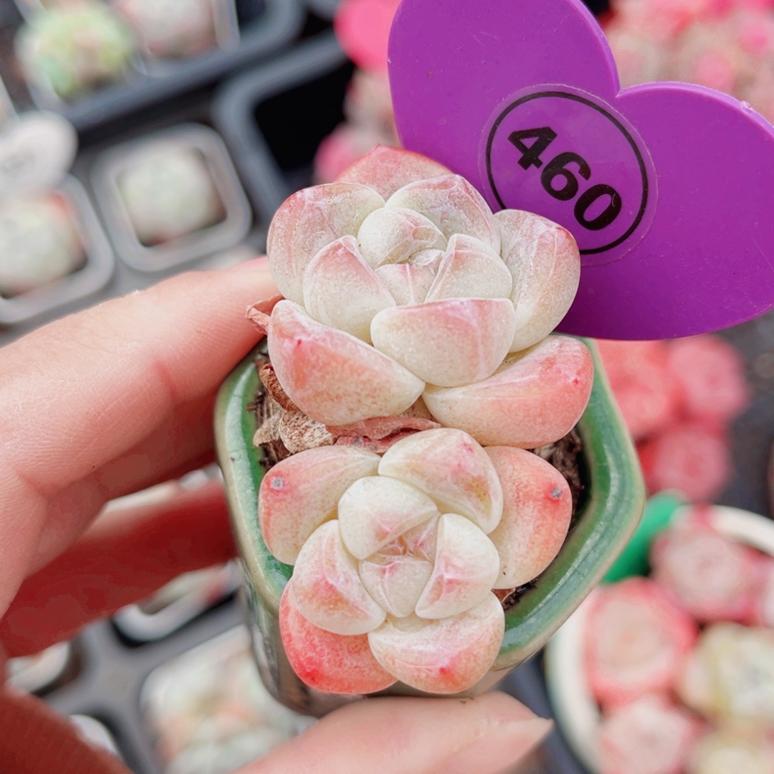 460号小老桩冰玉双头