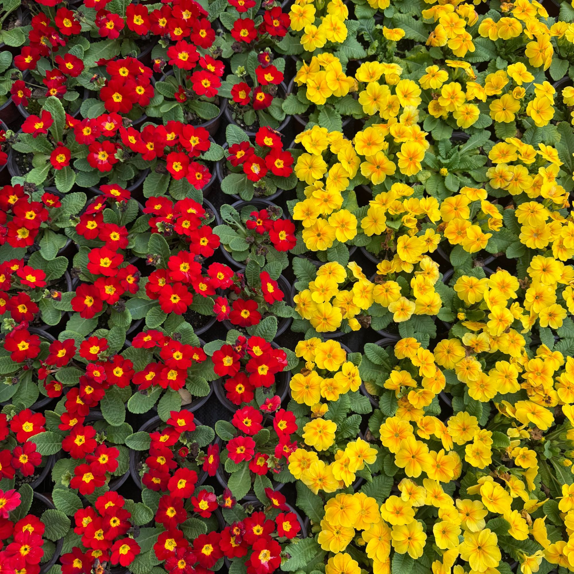 红色黄色报春花盆栽基地直发原盆原土带花苞中国红明黄双色可选