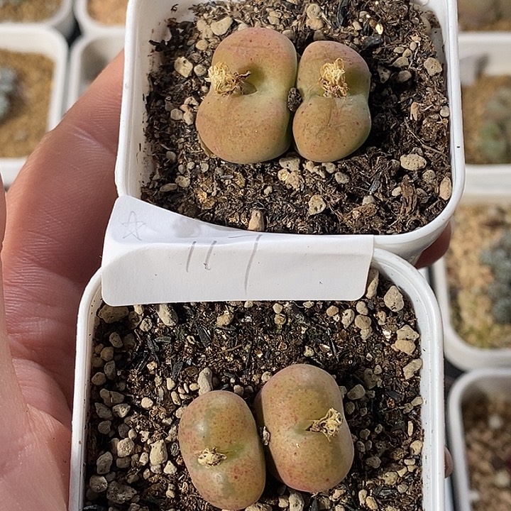 ✧1225-98-？hjjhnnm