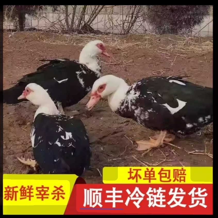 净重10-12斤【买一只送一只】2只农家放养番鸭新鲜宰杀冷冻发货 