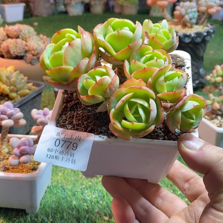 0779啊啊啊啊啊啊啊啊啊啊啊
