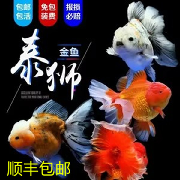 精品 泰狮观赏鱼（5-50）